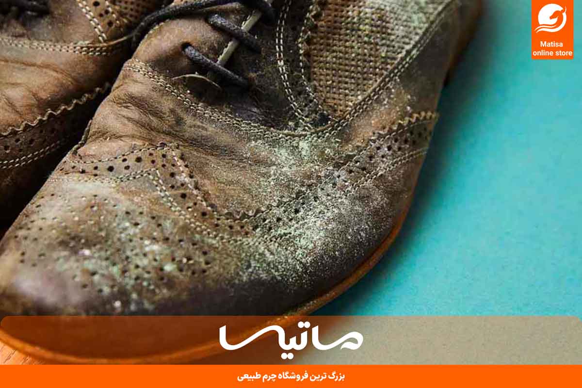 چگونه از کپک زدن چرم جلوگیری کنیم